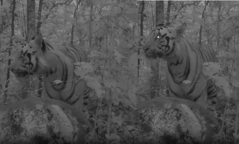 Sitanadi-Udanti Tiger Reserve